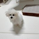 배넷 | 뽀숑이 첫 배넷미용 후기, 생각보다 쉽지 않았던 이유 🐶✂️