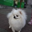 폴인퍼피 이미지