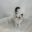 오독안심분양센터 강아지분양 고양이분양 목동점 이미지