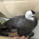 전라남도야생동물구조관리센터 이미지