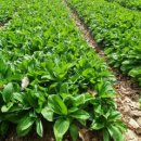 산나물농장펜션 이미지