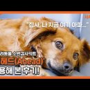 어헤드(AHEAD)