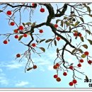 청도감마을 이미지