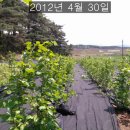 막둥이네 이미지