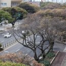 제주 천지연 담팔수 자생지 이미지