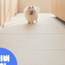 매트의신 이미지