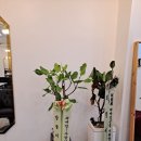 뉴히라 헤어 이미지