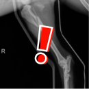 화원메디칼 | 2025 강아지 유모차 고르는법 (feat. 유모차 낙상사고⚠️)