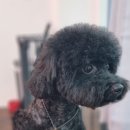 살롱드삐삐 이미지