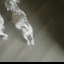 장군이켄넬 이미지