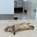 얏호