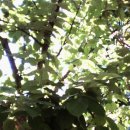 여주-0811 이미지