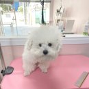 해피펫살롱 이미지