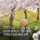 호수공원 육교앞 3주차장쪽 | 광주 벚꽃 명소 수완 호수 공원 봄나들이 산책