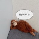 그린그린
