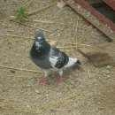 비둘기농장 이미지