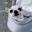 카페봉다리