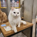 야옹야옹 캣카페 | 울산 성남동 고양이카페 (야옹야옹캣카페) 후기