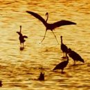 몬베츠 고무케호수의 석양과 플라밍고 이미지