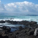 올리브2 이미지