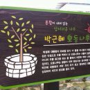 오동나무 이미지