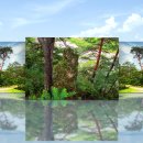 소나무숲 이미지