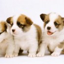 귀여운강아지 이미지