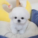 부산애견호텔 강아지유치원 펫퍼센트&코모네하우스 이미지