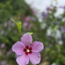 산북로(북후면) | 경상북도 안동시 학가산 석탑사(鶴駕山 石塔寺)