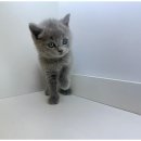 도그마루 고양이 강아지 무료분양 이미지