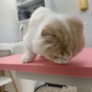 블링모모