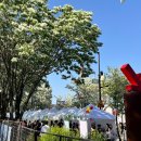 비와이씨전주1공장주 | 전주 이팝나무 축제 주차 / 팔복동 이팝나무 철길 포토존, 팔복예술공장