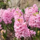 무궁화동산 화장실 | 경기도 광주 화담숲 개화현황