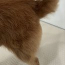 폼#반려견미용실 이미지