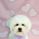 보드레 애견미용실 이미지