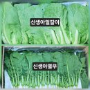 고추잎.열무,얼갈이,쌈케일.스낵오이.호박잎 주문 받습니다. 이미지