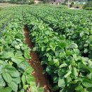 한길타조농장 이미지