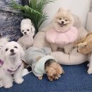 마이하우스퍼피 애견호텔유치원 네이버블로그
