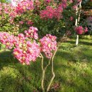 애란농장 이미지