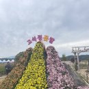 2024 가을 철원 고석정꽃밭 축제 주말 오픈런 후기 (+안내도, 셔틀버스 정보)