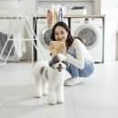 수 애견미용 이미지