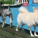 애견랜드 이미지