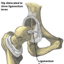 hip joint anatomy 이미지