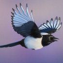 디지털드로잉 이미지