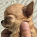 아가양