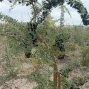 상순농장 | 흑구기자 재배,효능