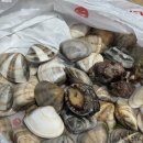 송전마을(송전) | 고성 바다투어 조개잡이 좋은 취사가능한 바다를 찾아서