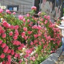 달빛조은 이미지