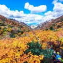 10분만에 이 풍경을 보다니… 무료 셔틀·케이블카로 편하게 즐기는 단풍 명소 이미지