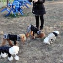 봉주르독 이미지